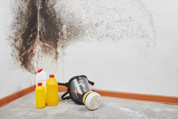 Best Attic Mold Removal  in Blue Point, NY